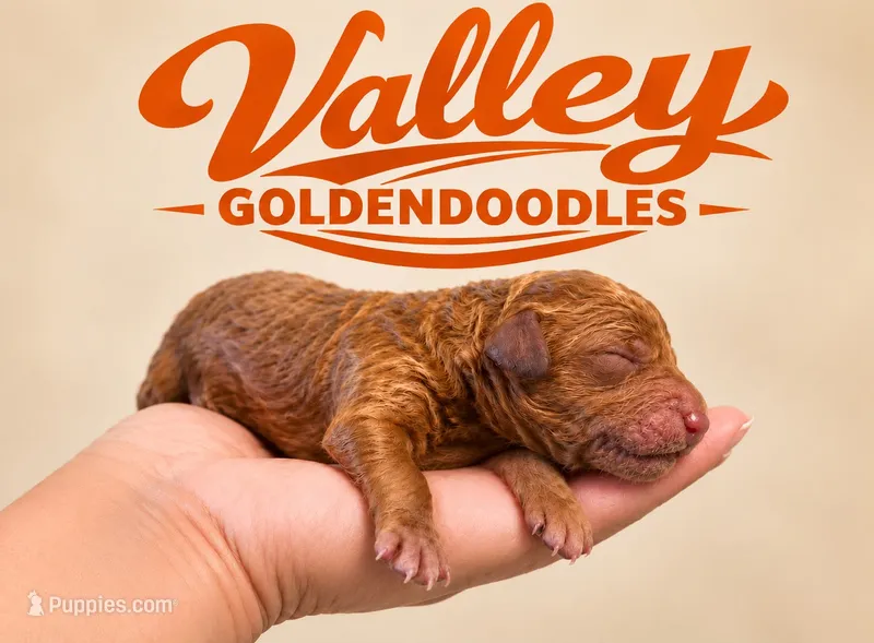 Kansas City Chief, a male Miniature Goldendoodle for sale in Mcallen, TX – 1 of 3