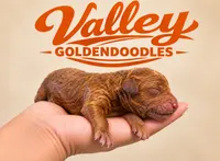 Kansas City Chief, a male Miniature Goldendoodle for sale in Mcallen, TX – 1 of 3