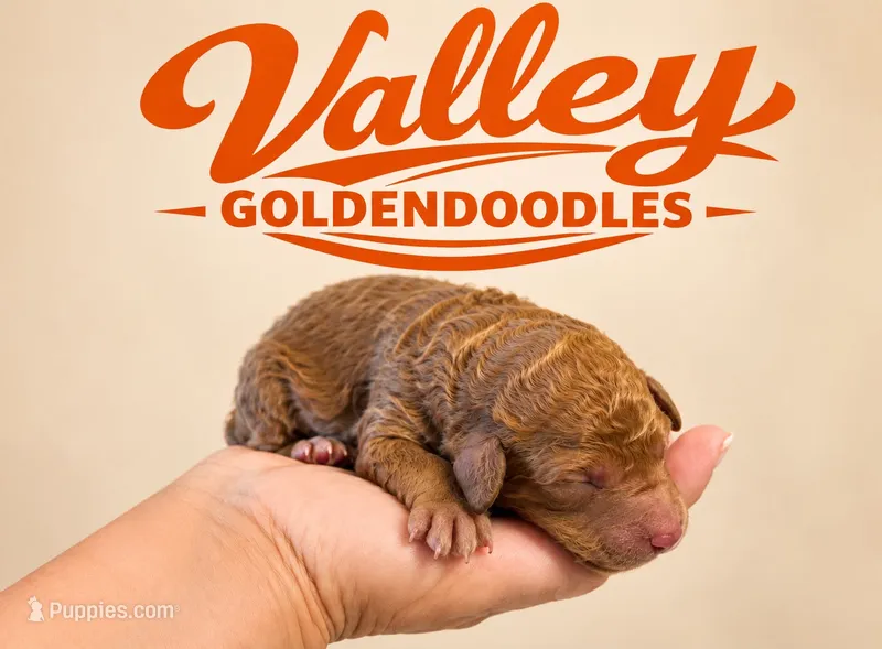 Jaguar – Miniature Goldendoodle puppy for sale in Mcallen, TX