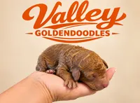 Jaguar, a female Miniature Goldendoodle for sale in Mcallen, TX – 1 of 3