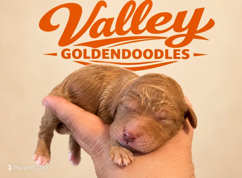 SanFran 49, a male Miniature Goldendoodle for sale in Mcallen, TX – 1 of 3