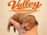 SanFran 49, a male Miniature Goldendoodle for sale in Mcallen, TX – 1 of 3