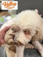 Blondie, a female Miniature Goldendoodle for sale in Mcallen, TX – 2 of 4