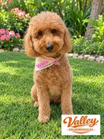 Seattle Cinnamon , a female Miniature Goldendoodle for sale in Mcallen, TX – 2 of 3