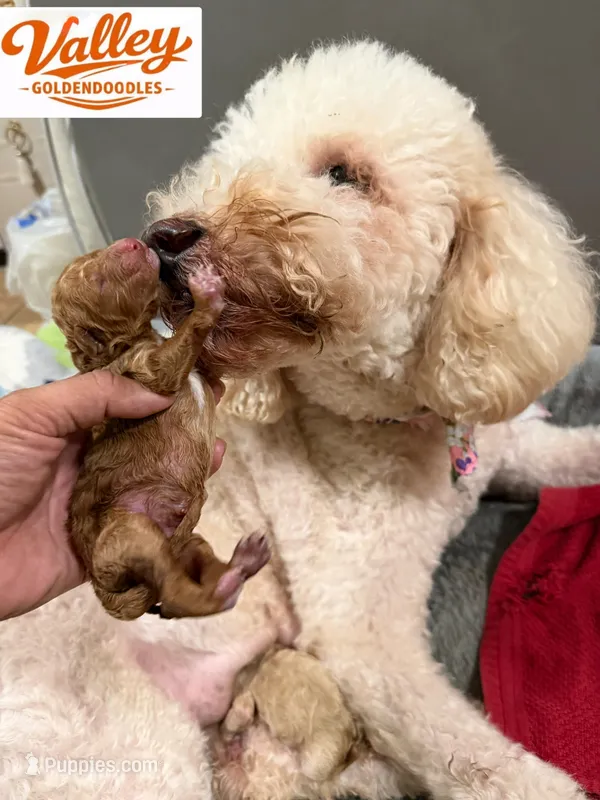 Canelo – Miniature Goldendoodle puppy for sale in Mcallen, TX
