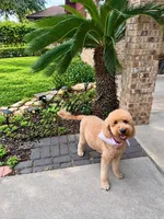 Kansas City Chief, a male Miniature Goldendoodle for sale in Mcallen, TX – 2 of 3