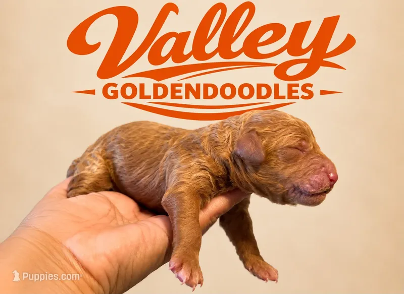 Seattle Cinnamon , a female Miniature Goldendoodle for sale in Mcallen, TX – 1 of 3