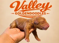 Seattle Cinnamon , a female Miniature Goldendoodle for sale in Mcallen, TX – 1 of 3