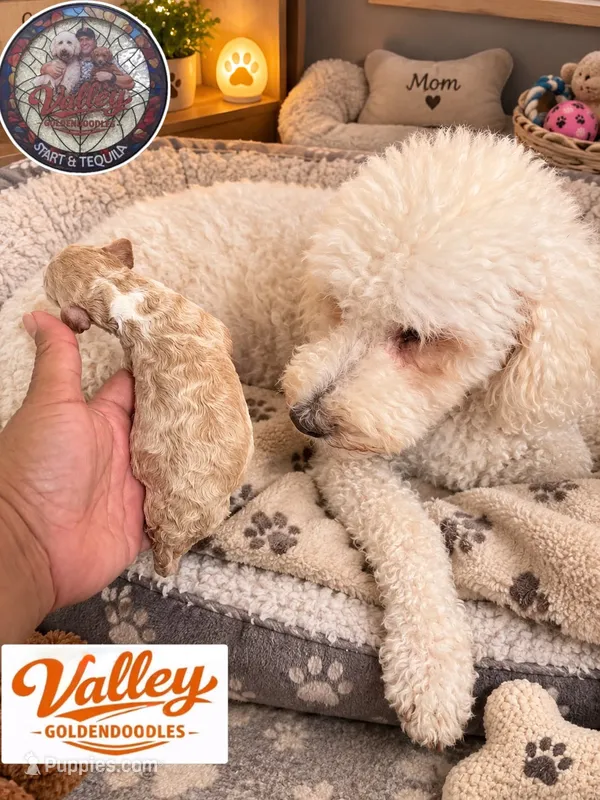 Blondie – Miniature Goldendoodle puppy for sale in Mcallen, TX