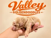 Viking, a male Miniature Goldendoodle for sale in Mcallen, TX – 1 of 3