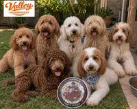 Blondie, a female Miniature Goldendoodle for sale in Mcallen, TX – 4 of 4