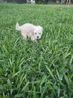 Tito, a male Poodle - Toy  for sale in Denton, TX – 8 of 8
