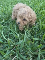 Moca, a male Poodle - Toy  for sale in Denton, TX – 3 of 10