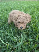 Moca, a male Poodle - Toy  for sale in Denton, TX – 4 of 10