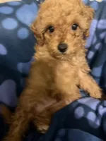 Patch, a male Poodle - Toy  for sale in Denton, TX – 10 of 10