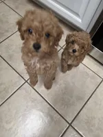 Patch, a male Poodle - Toy  for sale in Denton, TX – 2 of 10