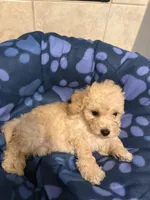 Buddy, a male Poodle - Toy  for sale in Denton, TX – 8 of 10