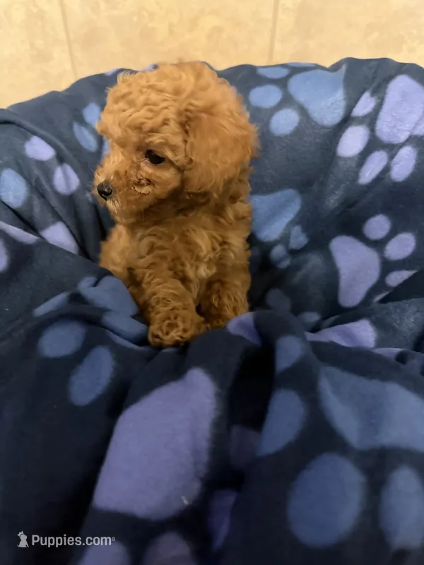 Patch – Poodle - Toy  puppy for sale in Denton, TX