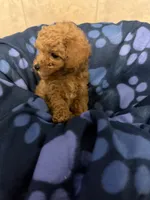 Patch, a male Poodle - Toy  for sale in Denton, TX – 1 of 10