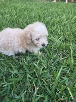 Buddy, a male Poodle - Toy  for sale in Denton, TX – 6 of 10
