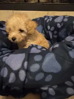Tito, a male Poodle - Toy  for sale in Denton, TX – 6 of 8