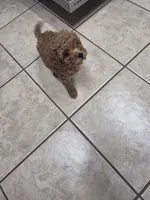 Moca, a male Poodle - Toy  for sale in Denton, TX – 6 of 10