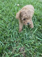 Patch, a male Poodle - Toy  for sale in Denton, TX – 3 of 10