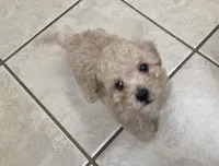 Tito, a male Poodle - Toy  for sale in Denton, TX – 2 of 8
