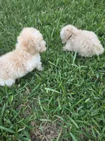 Buddy, a male Poodle - Toy  for sale in Denton, TX – 7 of 10