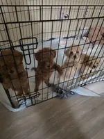 Patch, a male Poodle - Toy  for sale in Denton, TX – 8 of 10