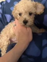 Buddy, a male Poodle - Toy  for sale in Denton, TX – 2 of 10