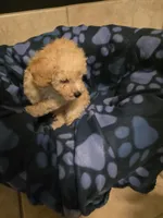Tito, a male Poodle - Toy  for sale in Denton, TX – 4 of 8