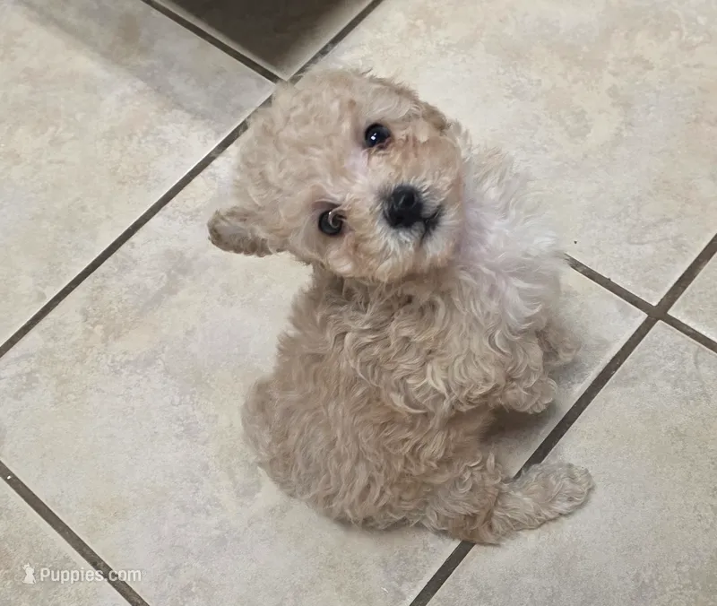 Tito – Poodle - Toy  puppy for sale in Denton, TX
