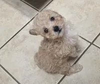 Tito, a male Poodle - Toy  for sale in Denton, TX – 1 of 8