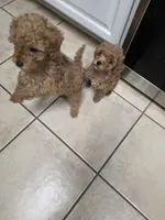 Moca, a male Poodle - Toy  for sale in Denton, TX – 7 of 10