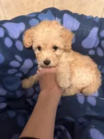 Buddy, a male Poodle - Toy  for sale in Denton, TX – 9 of 10