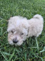 Tito, a male Poodle - Toy  for sale in Denton, TX – 7 of 8