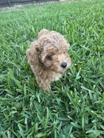 Patch, a male Poodle - Toy  for sale in Denton, TX – 4 of 10