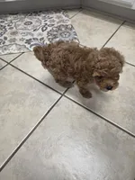 Moca, a male Poodle - Toy  for sale in Denton, TX – 5 of 10