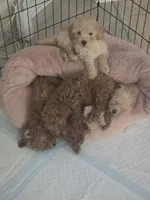 Patch, a male Poodle - Toy  for sale in Denton, TX – 9 of 10