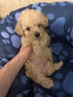 Buddy, a male Poodle - Toy  for sale in Denton, TX – 4 of 10