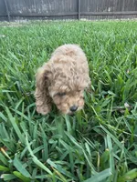Moca, a male Poodle - Toy  for sale in Denton, TX – 10 of 10