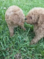 Patch, a male Poodle - Toy  for sale in Denton, TX – 5 of 10