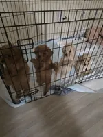 Tito, a male Poodle - Toy  for sale in Denton, TX – 5 of 8