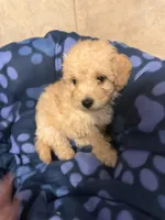 Buddy, a male Poodle - Toy  for sale in Denton, TX – 10 of 10