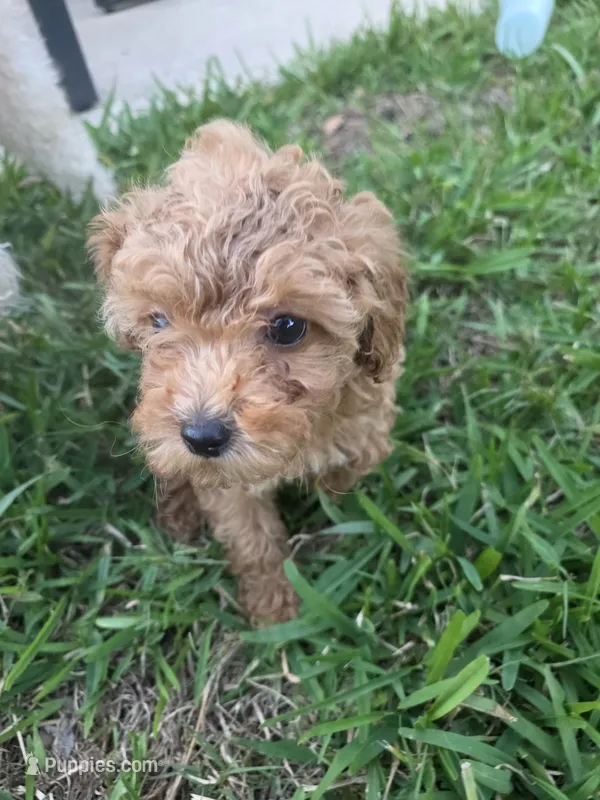 Moca – Poodle - Toy  puppy for sale in Denton, TX