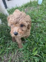Moca, a male Poodle - Toy  for sale in Denton, TX – 1 of 10