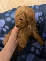 Patch, a male Poodle - Toy  for sale in Denton, TX – 7 of 10