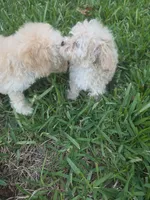 Buddy, a male Poodle - Toy  for sale in Denton, TX – 3 of 10