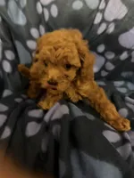Patch, a male Poodle - Toy  for sale in Denton, TX – 6 of 10